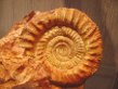 Ammonite_rid