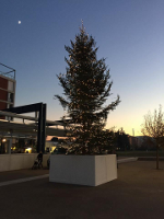 L'immagine dell'albero di Natale in piazza della Resitenza