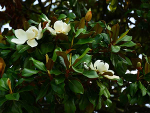 Una magnolia