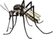 Lotta alle zanzare, 60 mila compresse nei pozzetti stradali