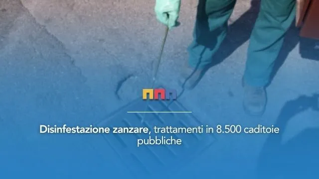 zanzare